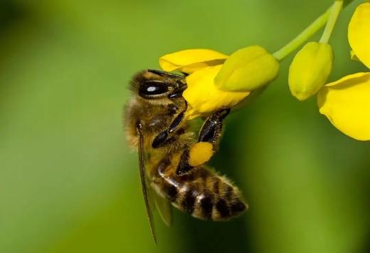 【5月14日儿童主题营】探“蜜”城市养蜂人，零距离观察蜜蜂，开启认知之旅 商品图1