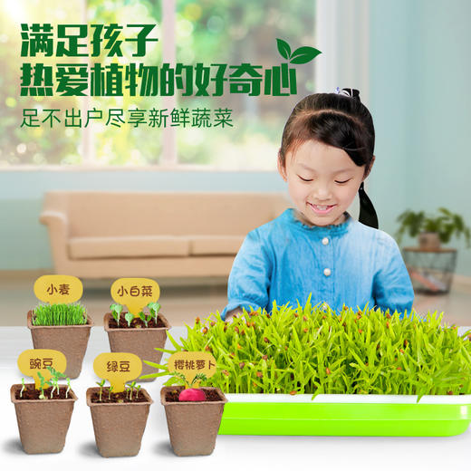 【植物养殖】娃娃博士科学种植实验室 满足孩子热爱植物的好奇心 商品图1