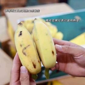 五指山野生芭蕉4.5斤