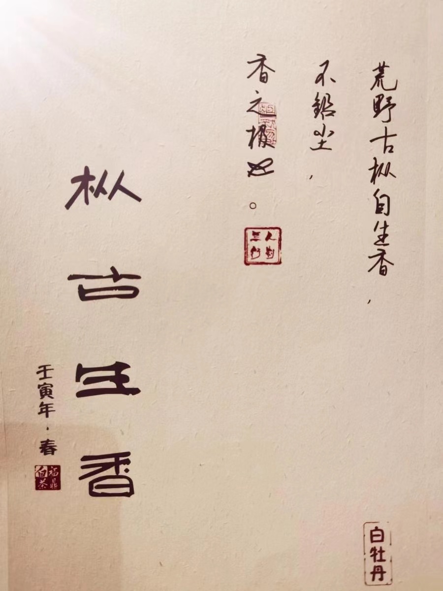 2022年春福鼎白茶荒野老枞典藏级牡丹散茶 特级花香日晒枞古生香500g