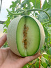 海南网纹瓜4-4.5斤 商品缩略图5