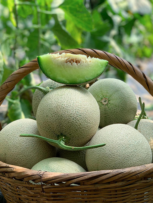 海南网纹瓜4-4.5斤 商品图2