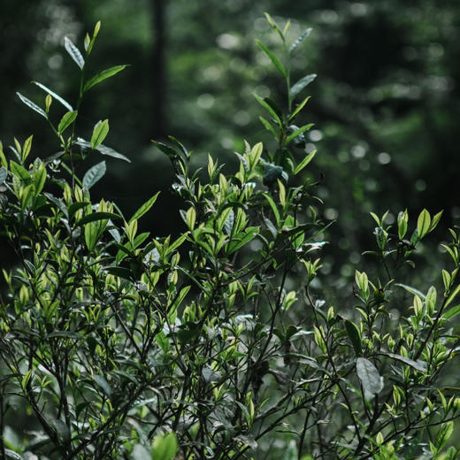 烟熏正山小种 桐木关红茶 商品图6