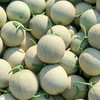 海南网纹瓜4-4.5斤 商品缩略图0