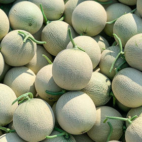 海南网纹瓜4-4.5斤