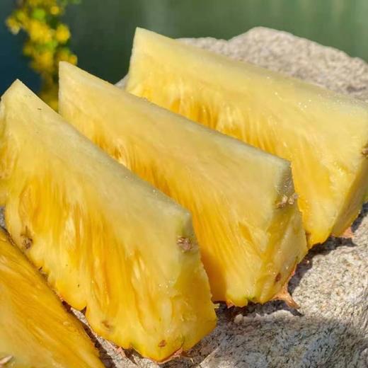 海南冬蜜凤梨5.5斤 商品图2