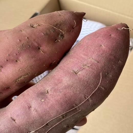 海南鸣门金时地瓜5斤 商品图1