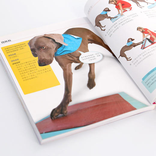 (仓发) 凯拉·桑德斯狗狗训养系列--狗狗游戏，一本就够了/化学工业出版社/[美]凯拉·桑德斯/9787122350473 商品图5