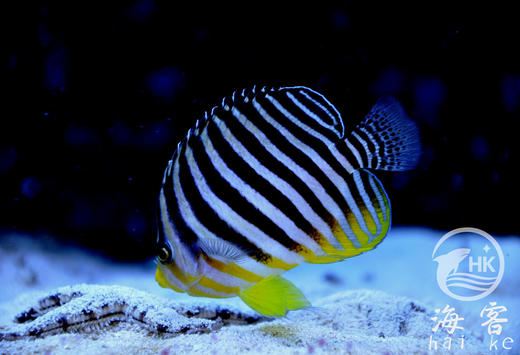 十一间仙 商品图0