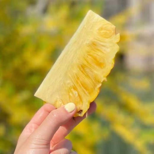 海南冬蜜凤梨5.5斤 商品图3