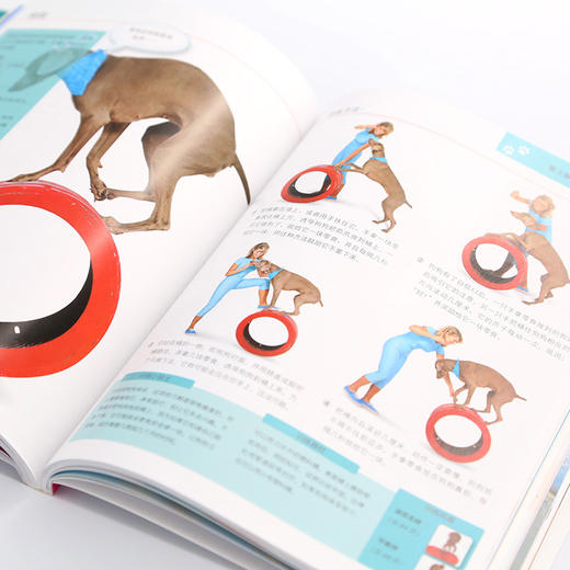 (仓发) 凯拉·桑德斯狗狗训养系列--狗狗游戏，一本就够了/化学工业出版社/[美]凯拉·桑德斯/9787122350473 商品图3