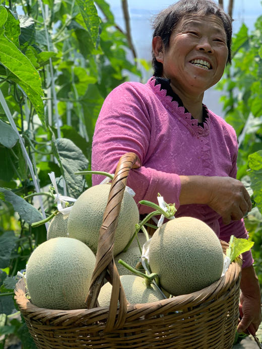 海南网纹瓜4-4.5斤 商品图3