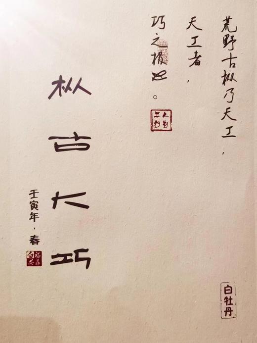 2022年春福鼎白茶荒野老枞典藏级牡丹王散茶 荒野小白日晒枞古大巧500g 商品图0