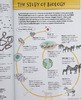 【中商原版】生物学 Barrons Visual Learning Biology  Helen Pilcher 商品缩略图7