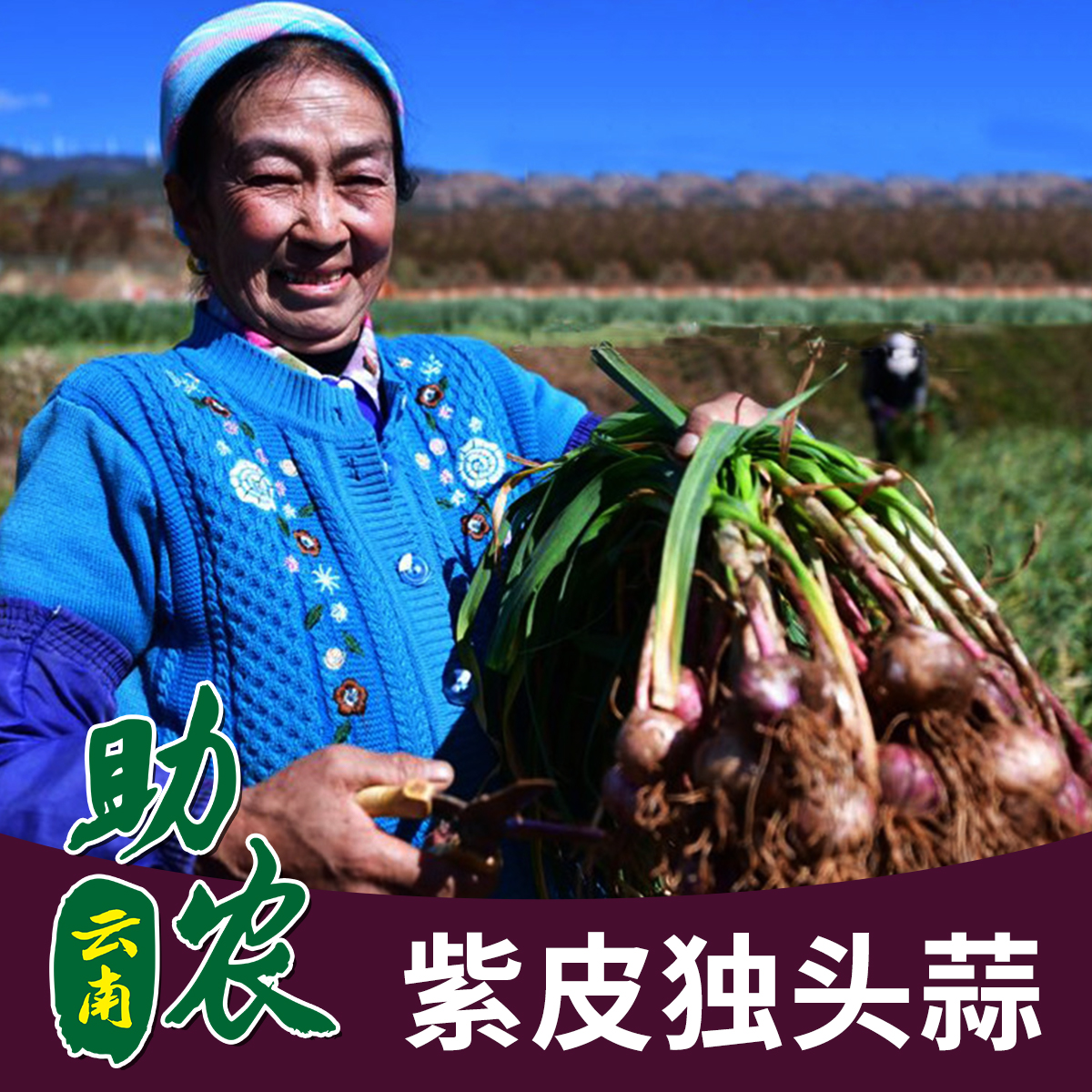 云南百岁村紫皮独头蒜5斤