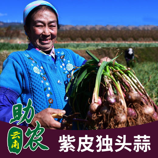 云南百岁村紫皮独头蒜5斤 商品图0