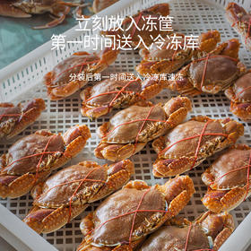 港岛姑娘 当天海捕新鲜大扁蟹海蟹肉蟹肉质饱满鲜嫩分量足400克/盒 3只活冻