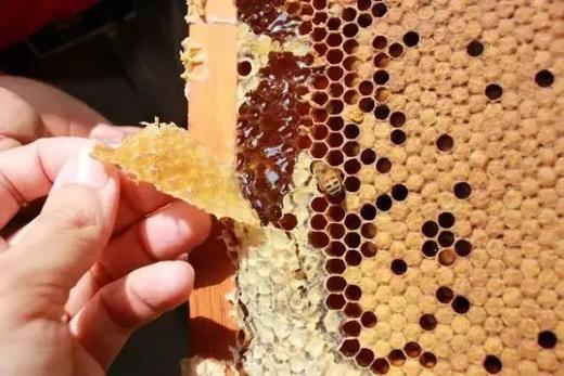 【5月14日儿童主题营】探“蜜”城市养蜂人，零距离观察蜜蜂，开启认知之旅 商品图4