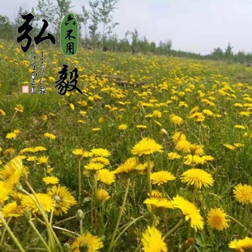 六不用 蒲公英干花 蒲公英花30克/份【弘毅六不用生态农场】 商品图2