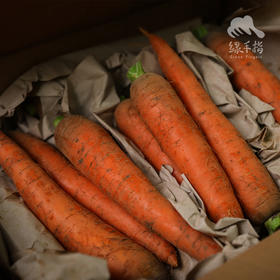 生态河南胡萝卜 | 合作生产*Eco-carrot | Coproduction