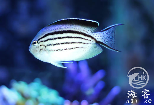 拉马克燕尾仙 商品图0