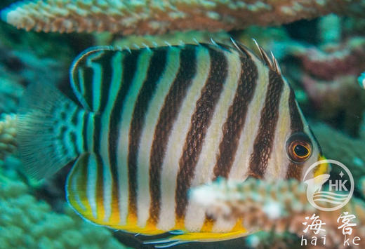 十一间仙 商品图2