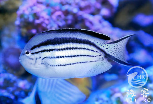 拉马克燕尾仙 商品图3