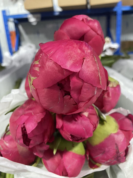【自由热烈】芍药 -御前表演  5枝（会变色） 商品图14