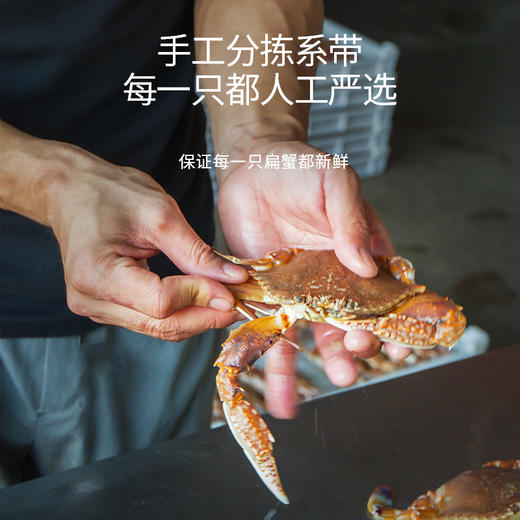 港岛姑娘 当天海捕新鲜大扁蟹海蟹肉蟹肉质饱满鲜嫩分量足400克/盒 3只活冻 商品图1