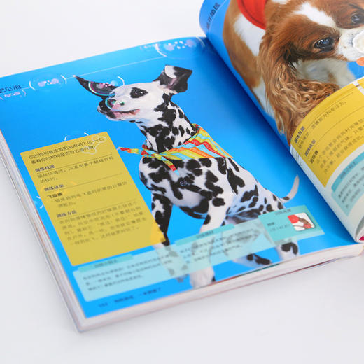 (仓发) 凯拉·桑德斯狗狗训养系列--狗狗游戏，一本就够了/化学工业出版社/[美]凯拉·桑德斯/9787122350473 商品图4