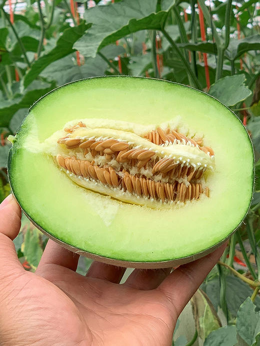 海南网纹瓜4-4.5斤 商品图4