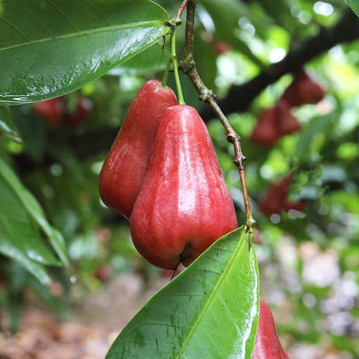 『海南黑金刚莲雾』清脆甘润 鲜爽细腻 商品图4