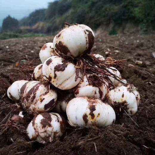 有机甜鲜百合（产地：兰州） 商品图5