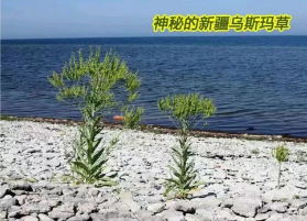  新疆女人用这种“草汁“洗头，一周2次，发量暴增！ 