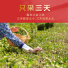 春贡·头采金芽红茶  金芽金汤 全单芽 金奖品质150g(3*50g) 商品缩略图1