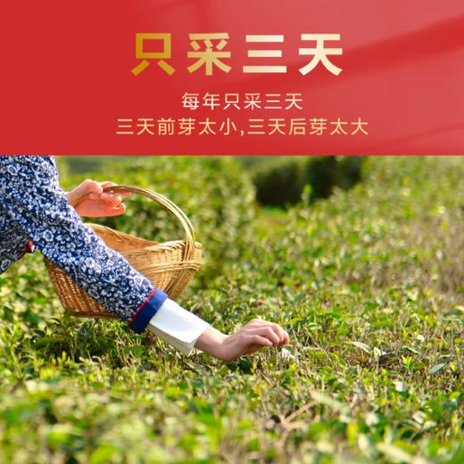 春贡·头采金芽红茶  金芽金汤 全单芽 金奖品质150g(3*50g) 商品图1