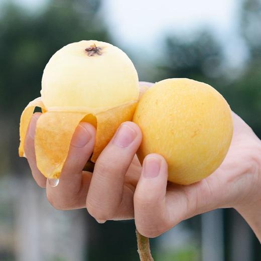 【新橙源味专供】东山白玉枇杷（72粒约5斤/箱） 商品图0