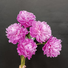 少女妆精品芍药花5支