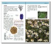 【心如健推荐】 DK家庭草药百科手册[精装大本] 商品缩略图3
