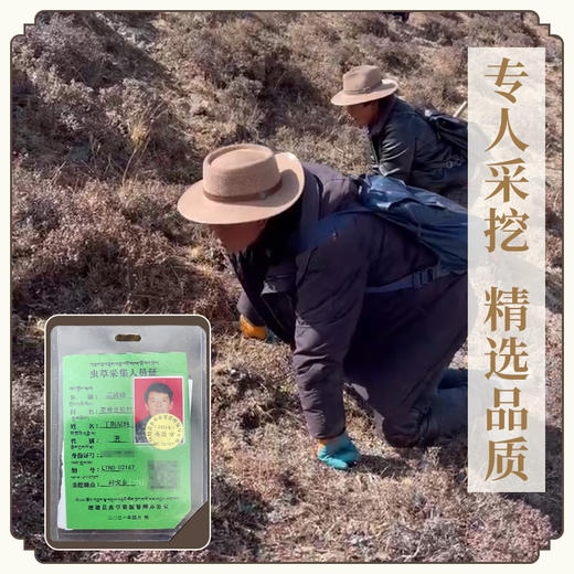 【预售】【一年一次，建议囤货】现采新鲜冬虫夏草藏高原野生滋补煲汤（预计5月8号起按照订单顺序发出）（不可使用优惠券） 商品图5