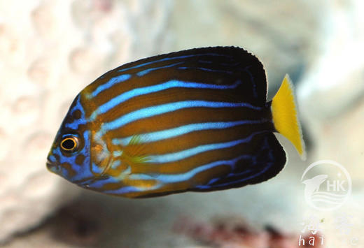 金蝴蝶 商品图2