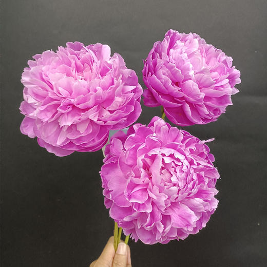 少女妆精品芍药花5支 商品图1