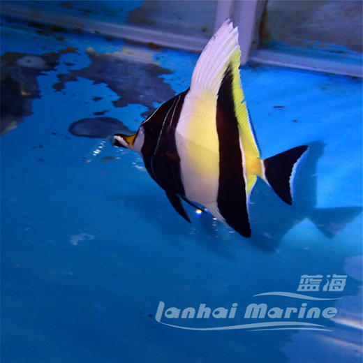 印尼神像 商品图3