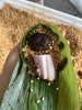 香菇腊肉粽 商品缩略图0