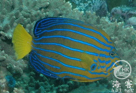 金蝴蝶 商品图3