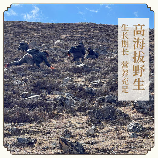 【预售】【一年一次，建议囤货】现采新鲜冬虫夏草藏高原野生滋补煲汤（预计5月8号起按照订单顺序发出）（不可使用优惠券） 商品图2