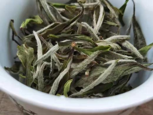 2022年春福鼎白茶荒野老枞典藏级牡丹王散茶 荒野小白日晒枞古大巧500g 商品图4