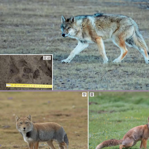 《三江源国家公园自然图鉴》 商品图6