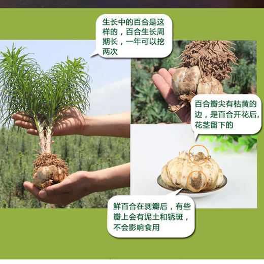 有机甜鲜百合（产地：兰州） 商品图6