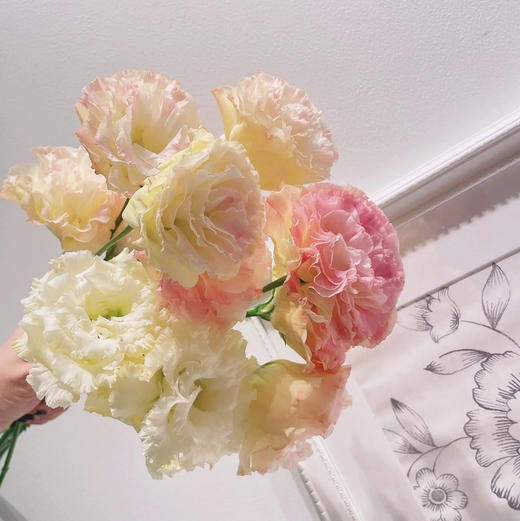 【香槟色洋桔梗】7-10朵/份 商品图10